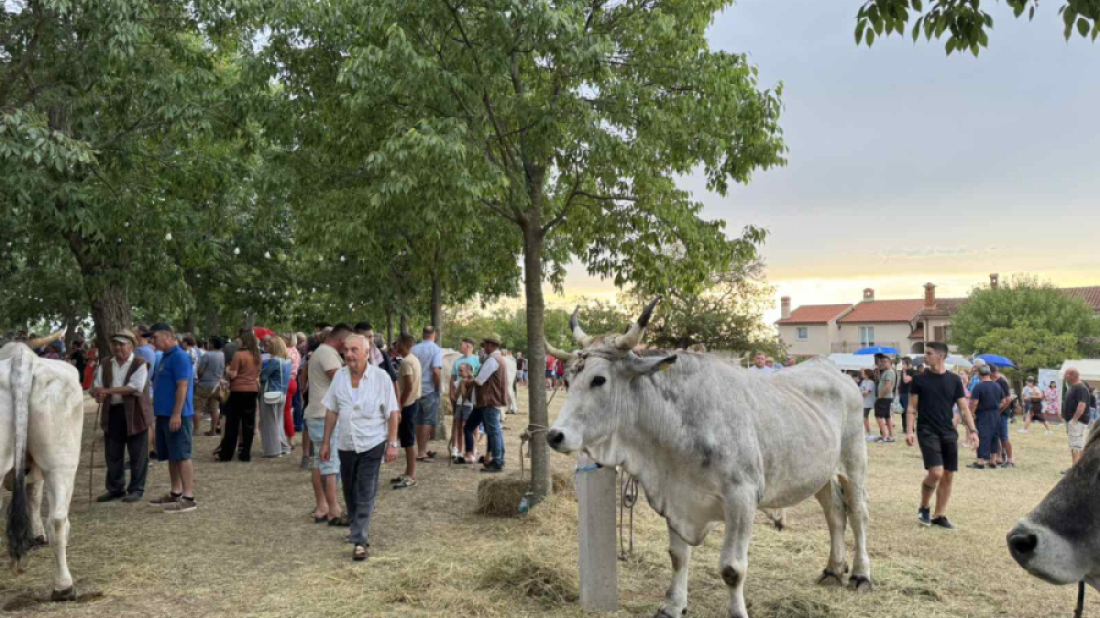 Kanfanar danas slavi Jakovlju: U središtu pozornosti 36. smotra istarskih volova i koncert Željka Bebeka