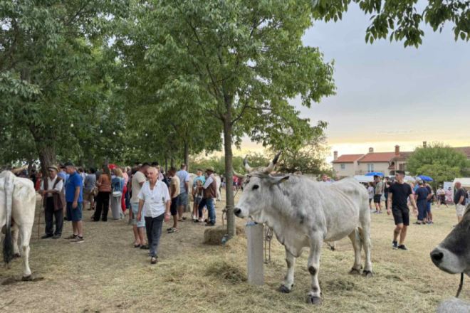 Kanfanar danas slavi Jakovlju: U središtu pozornosti 36. smotra istarskih volova i koncert Željka Bebeka