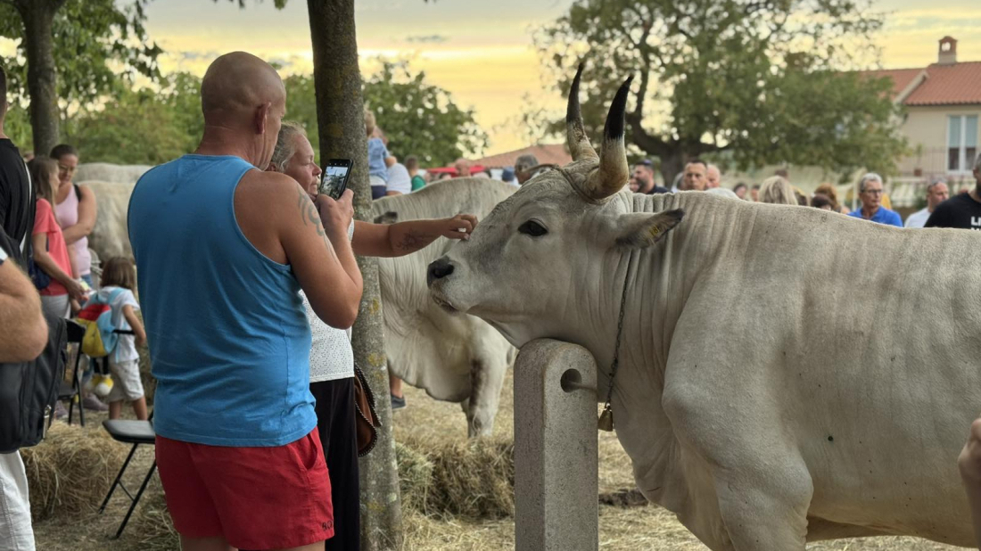 Kreće Šetimana od Jakovlje! Čeka vas tjedan ispunjen tradicijom, boškarinima i zabavom uoči velike istarske fešte
