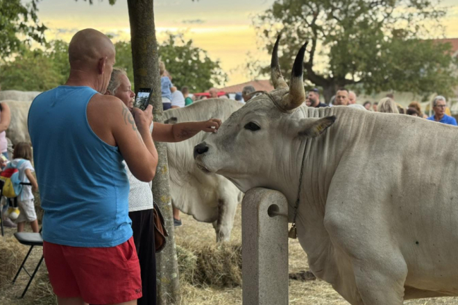 Kreće Šetimana od Jakovlje! Čeka vas tjedan ispunjen tradicijom, boškarinima i zabavom uoči velike istarske fešte