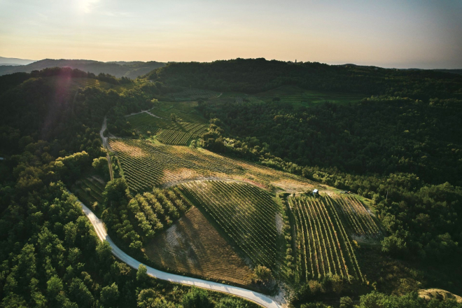 Stanje u istarskim vinogradima bolje nego lani: Berba bi mogla početi već krajem kolovoza