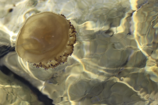 Neobična meduza ponovno se pojavila u Jadranu: Evo zašto je zovu "jaje na oko"