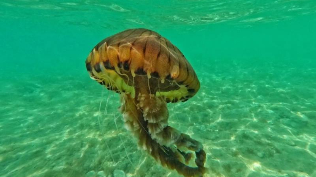 Nove vrste sve češće stižu u Jadran: Znanstvenici ih žele otkriti prije nego postanu problem