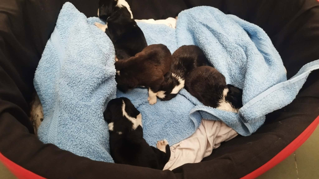 Tužan prizor u Puli: Pred skloništem ostavili pet štenaca starih svega pet dana