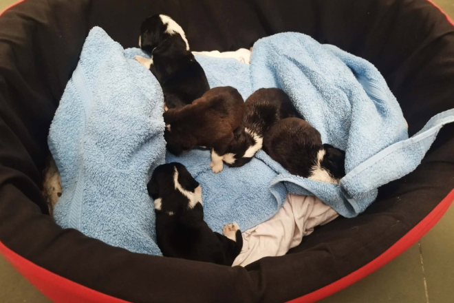 Tužan prizor u Puli: Pred skloništem ostavili pet štenaca starih svega pet dana
