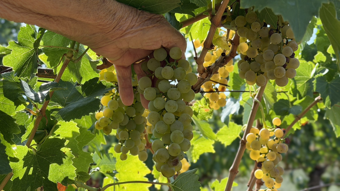 Berba grožđa u Istri počela ranije nego ikad, a suša ostavila trag i u malim vinogradima!