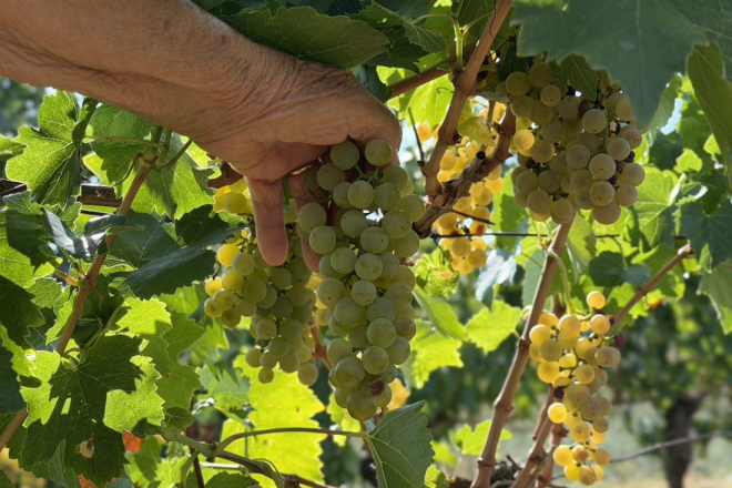 Berba grožđa u Istri počela ranije nego ikad, a suša ostavila trag i u malim vinogradima!