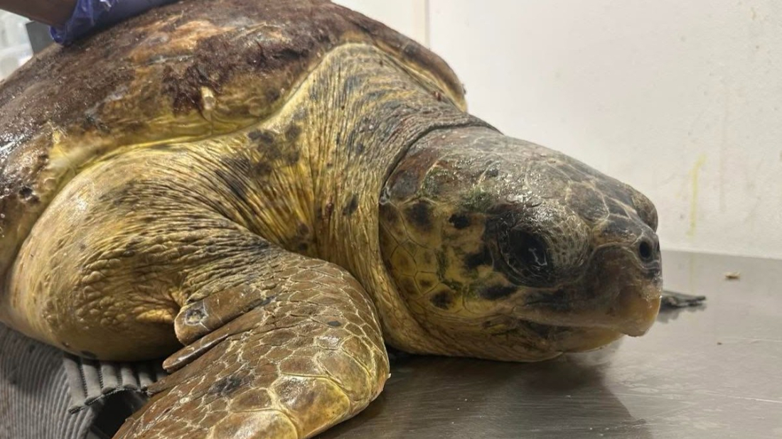 Tužan kraj priče o Dini: Uginula glavata želva koja se oporavljala nakon teške operacije