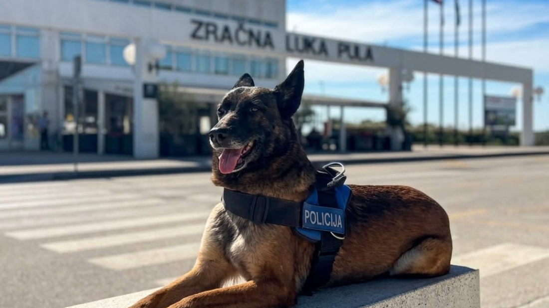 Upoznajte Belu: Četveronožna policajka brine o sigurnosti putnika u Zračnoj luci Pula