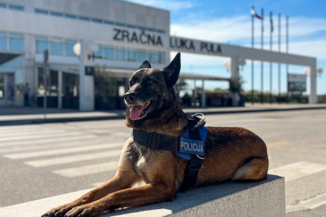 Upoznajte Belu: Četveronožna policajka brine o sigurnosti putnika u Zračnoj luci Pula