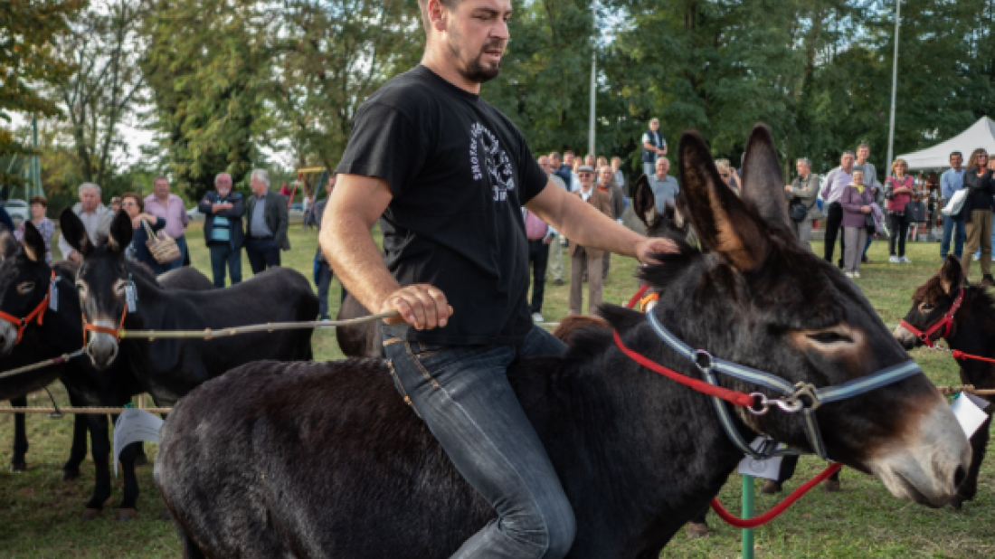 U Juršićima ove nedjelje Smotra istarskega tovara!