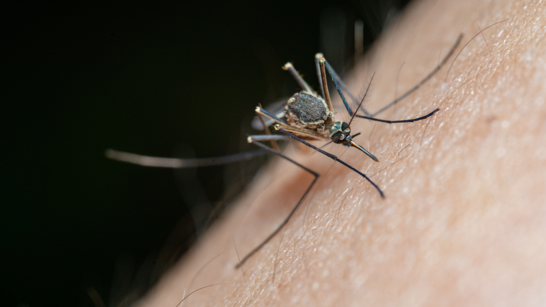 Virus Zapadnog Nila i dalje se širi Europom: U Hrvatskoj 15 prijava, što je s Istrom?