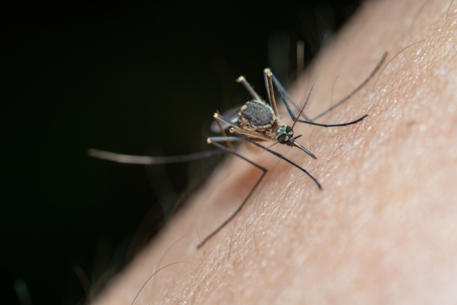 Virus Zapadnog Nila i dalje se širi Europom: U Hrvatskoj 15 prijava, što je s Istrom?