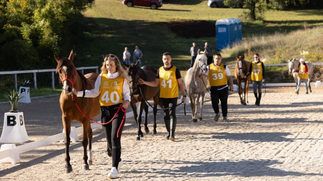 Barban ponovno okuplja uzgajivače i ljubitelje konja: Iduće subote održava se druga izložba toplokrvnih pasmina!