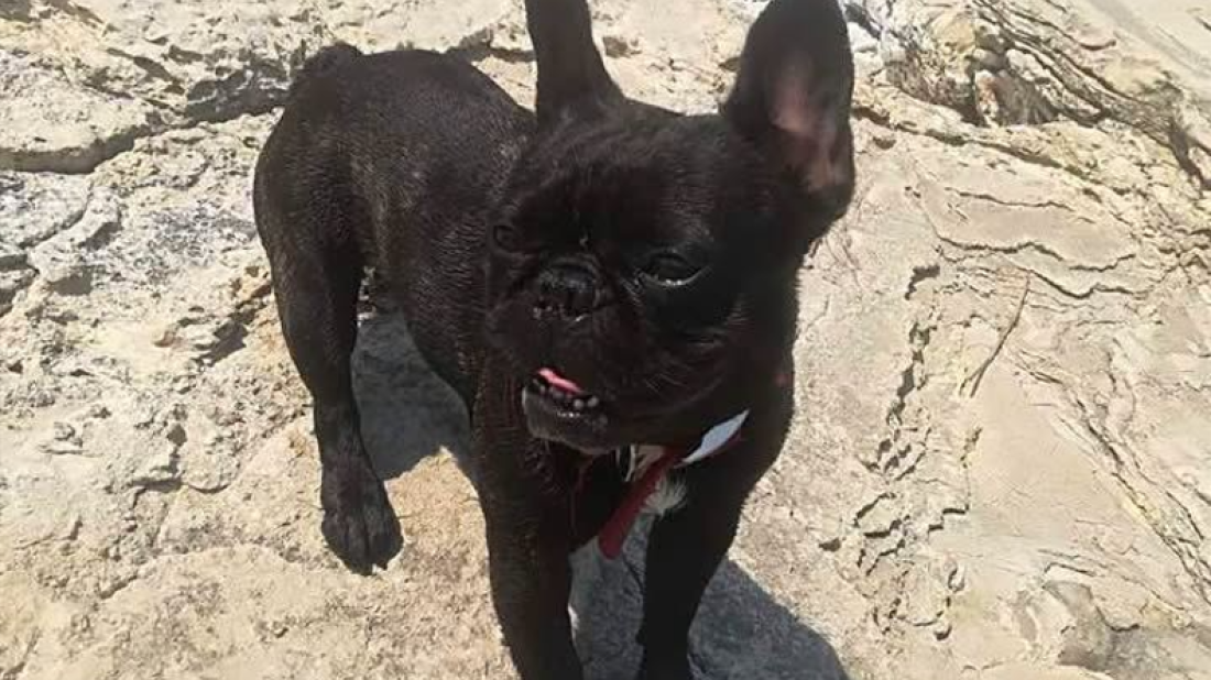 Drama u Šišanu: Mladići obećali odvesti ozlijeđenog psa veterinaru, a onda nestali bez traga!