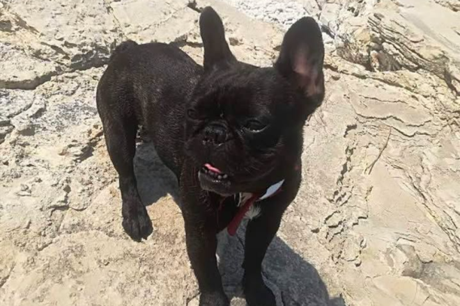 Drama u Šišanu: Mladići obećali odvesti ozlijeđenog psa veterinaru, a onda nestali bez traga!