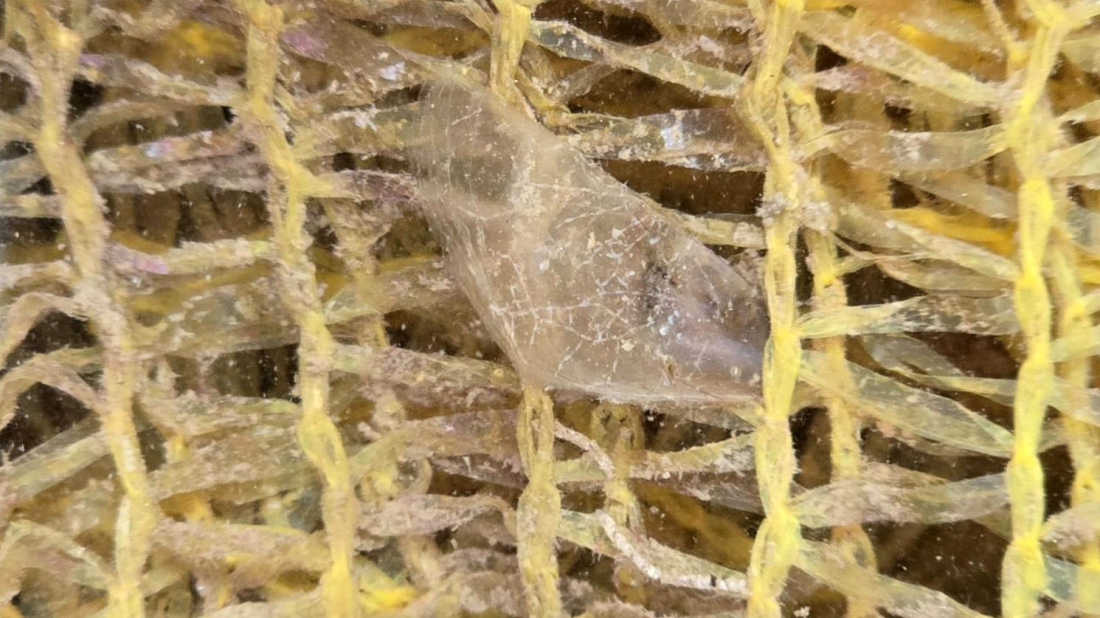 Veliko otkriće na Brijunima! Pronađene dvije mlade plemenite periske, jedna je već stigla u Aquarium Pula