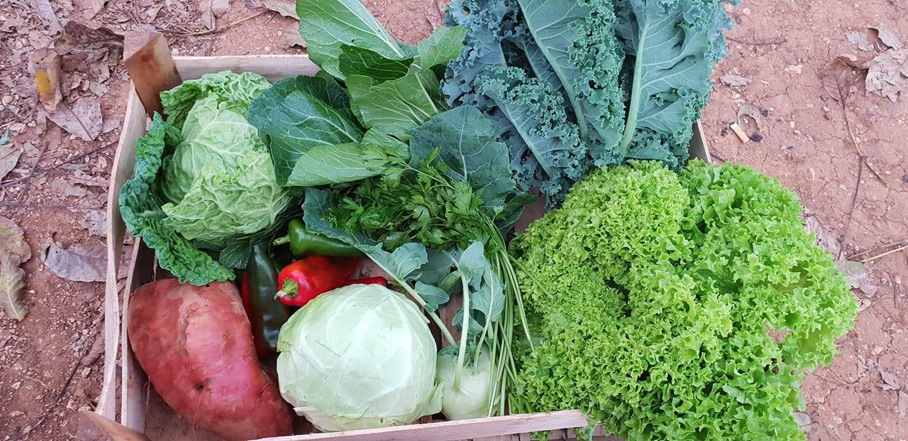 Zimsko poslijepodne u aktivnom šopingu: Potraga za skrivenim blagom na eko tržnici u Rovinju