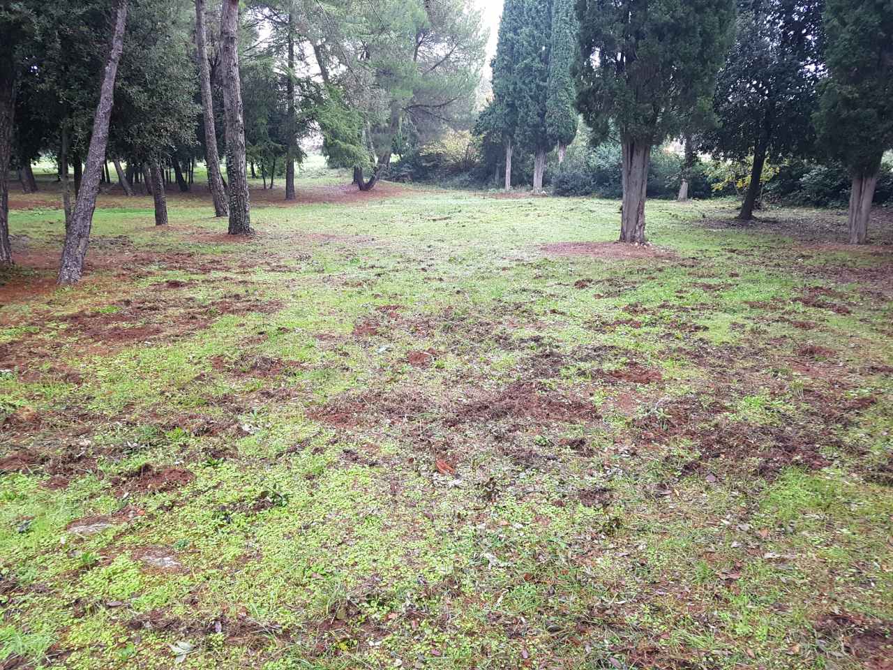 U Rovinju dogovorena koordinirana akcija izgona divljih svinja s područja Zlatnog Rta I Škarabe