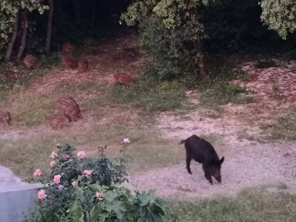 Ministarstvo, Natura Histrica, Lovačko društvo i grad Rovinj ove subote ponavljaju akciju izlučivanja divljih svinja