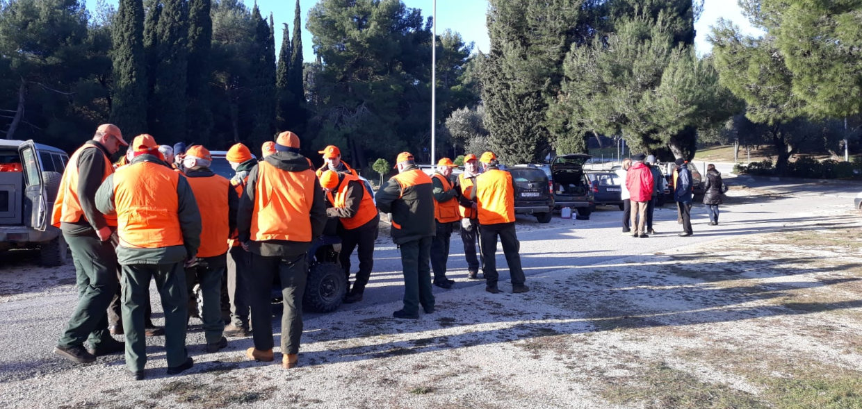 ROVINJ Započeo lov na divlje svinje u Zlatnom rtu