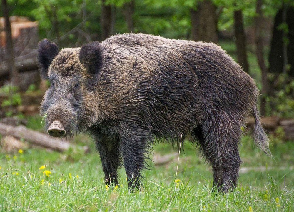 S područja uvale Cuvi izgnano tridesetak divljih svinja, a odstrijeljeno šest  krmača
