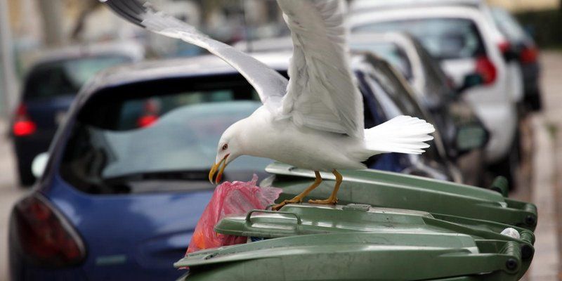 Zbog lažnih jaja, na području Rovinja, Poreča i Novigrada upola manje galebova 