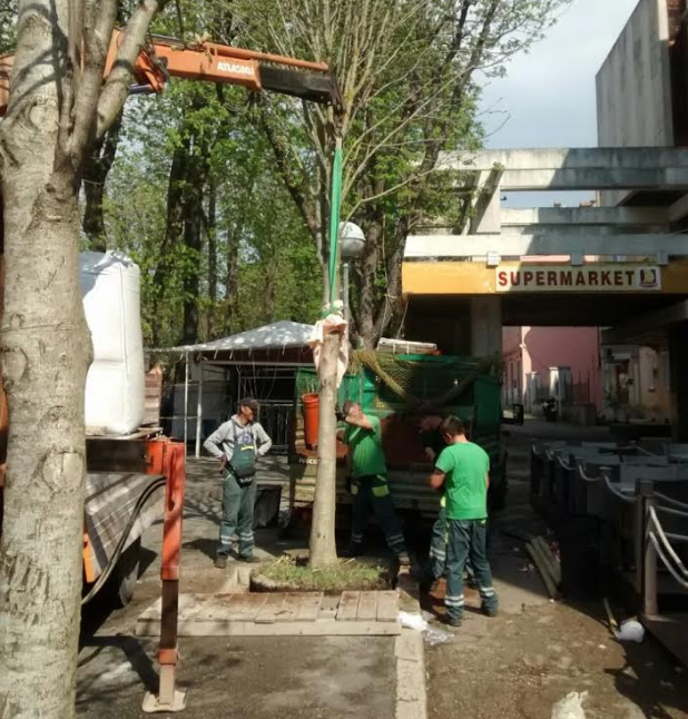 PULA IPAK NEĆE BITI SAMO BETON Zasađeno tridesetak novih stabala