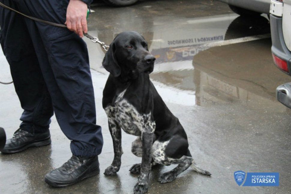 700 tisuća kuna vrijedno otkriće: INSPEKTOR DUKS i Istarska policija otkrili preko 50 kg marihuane