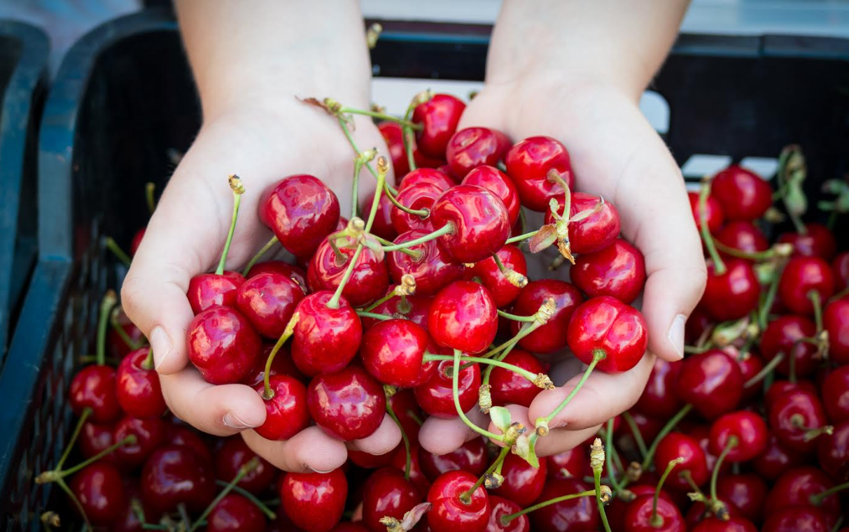 PLAC OD FRUTI DONOSI SAMO 100 POSTO DOMAĆE Iz Kaldira dolazi 60 posto voćaka koje se distribuira u Istri