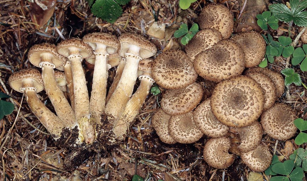U Vrsaru predavanje stručnjaka o podzemnim, jestivim i otrovnim gljivama