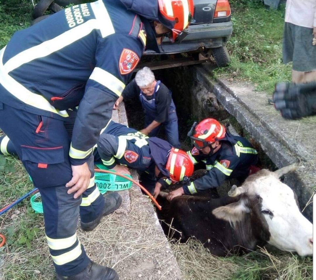 NESVAKIDAŠNJA INTERVENCIJA Rovinjski vatrogasci iz 'škulje' izvlačili KRAVU