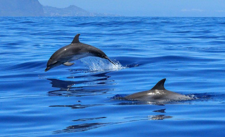 Saznajte kako pomoći ugroženom delfinu 