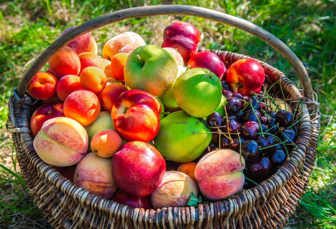 LOKALNO&SEZONSKO Četvrti vikend Placa od fruti u nedjelju u Kaldiru