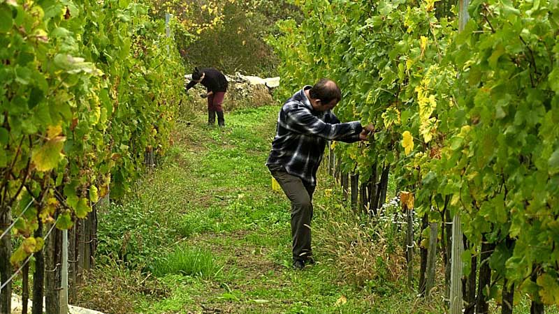 Vinogradari kreću sa tretiranjem protiv američkog cvrčka