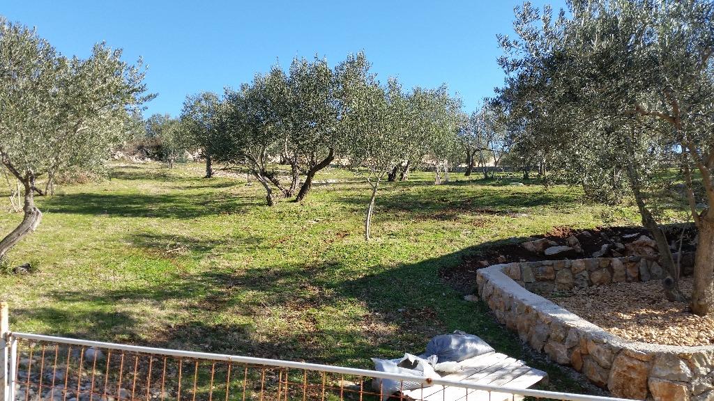 Pula: iskopao i ukrao stoljetne masline!?