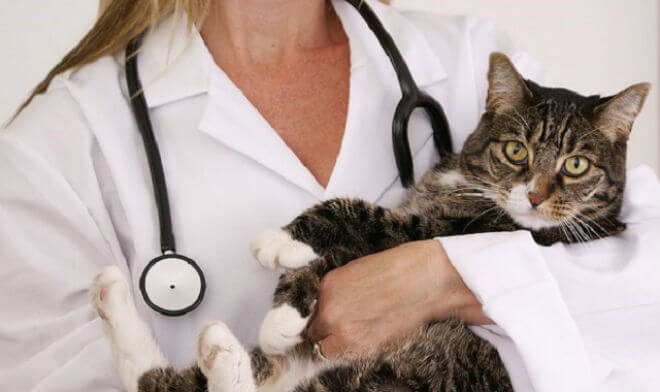 Rovinj: Osigurano 24 tisuće kuna za Projekt preventivne sterilizacije mačaka