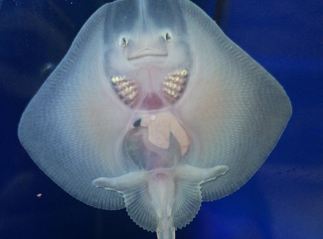 IME MI JE SREĆKO I NOVA SAM ZVIJEZDA PULSKOG AQUARIUMA 