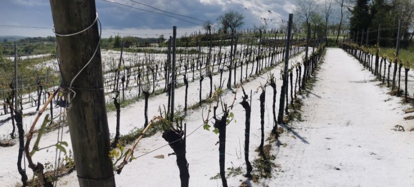 VELIKE ŠTETE Nepogoda u unutrašnjosti Istre, obilna tuča uništila trud poljoprivrednika