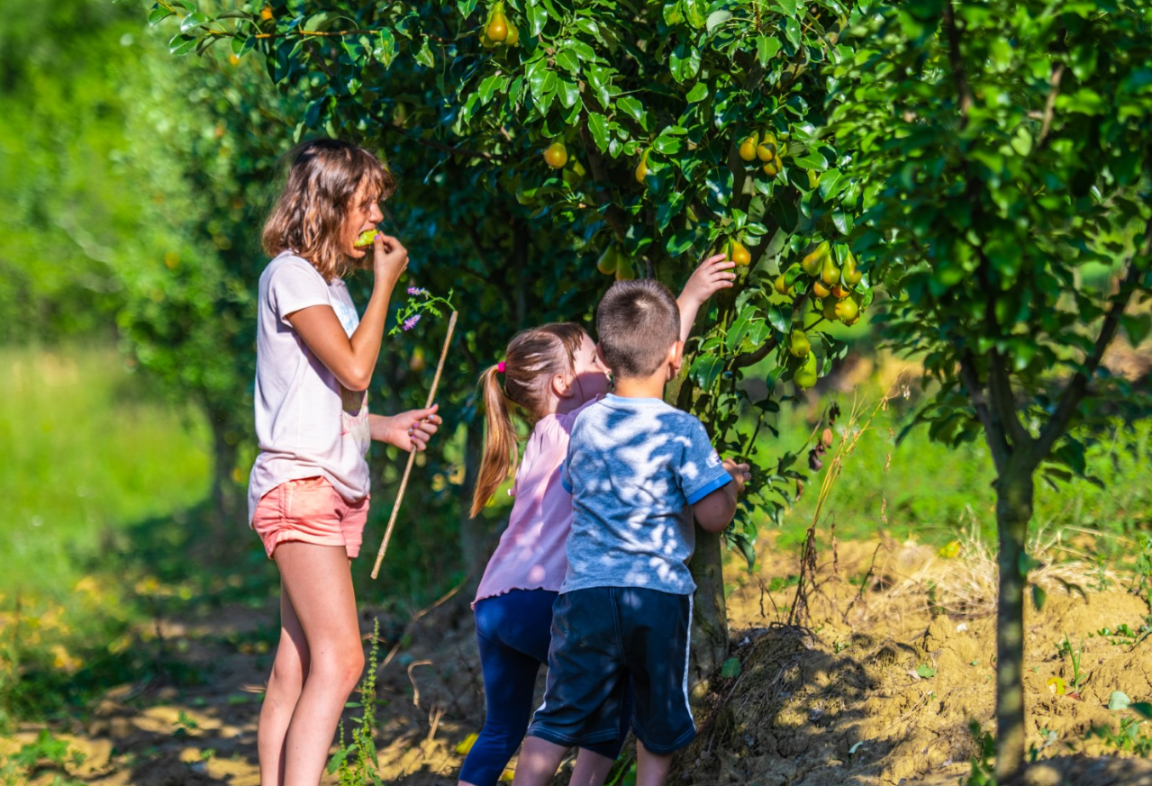 MOTOVUN Vođena MTB tura, Kaldirski plac od fruti i Nik Titanik u jednom danu!