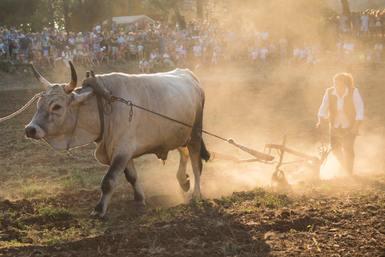 UZ TRADICIONALNU 30. JAKOVLJU I SMOTRU, OTVARANJE PARKA ISTARSKOG VOLA U KANFANARU