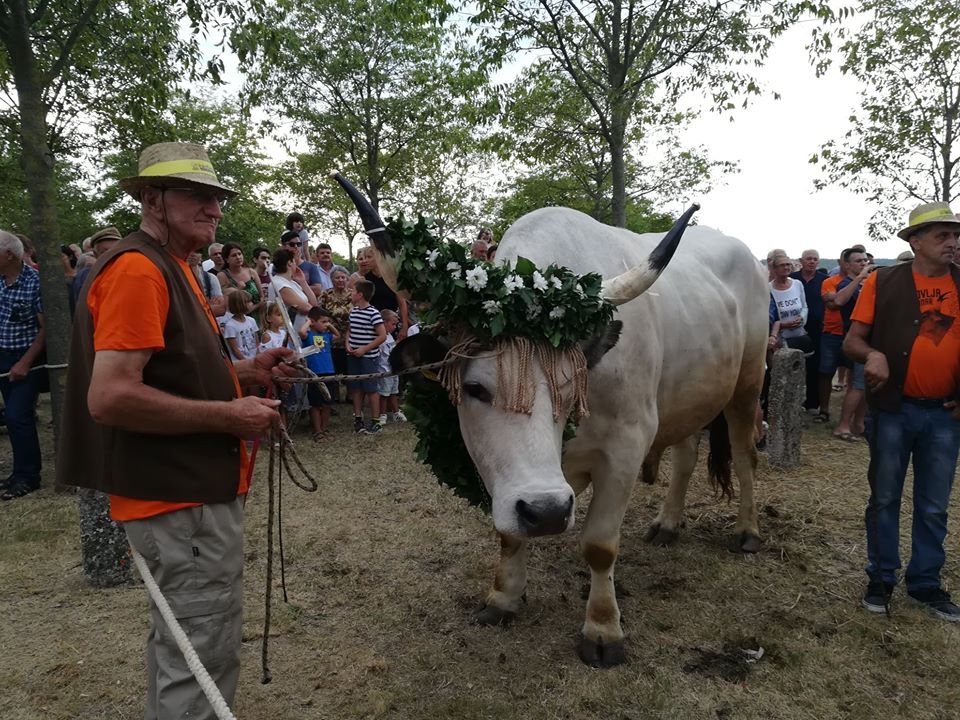 JUBILARNA 30. JAKOVLJA Smotra istarskih volova i otvorenje Parka danas u Kanfanaru