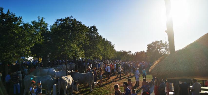 NA JUBILARNOJ 30. JAKOVLJI OTVOREN PARK ISTARSKOG VOLA Radin i Jurman pozvali na udruživanje za spas istarskog goveda