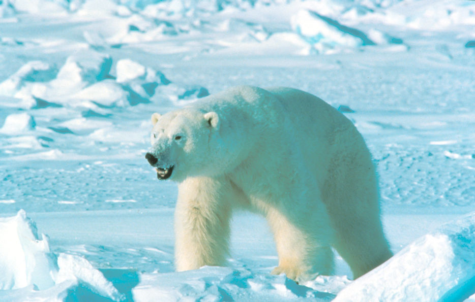 Zbog klimatskih promjena polarni medvjedi izumrijet će najvjerojatnije do 2100. godine: 'Stanište im se topi'