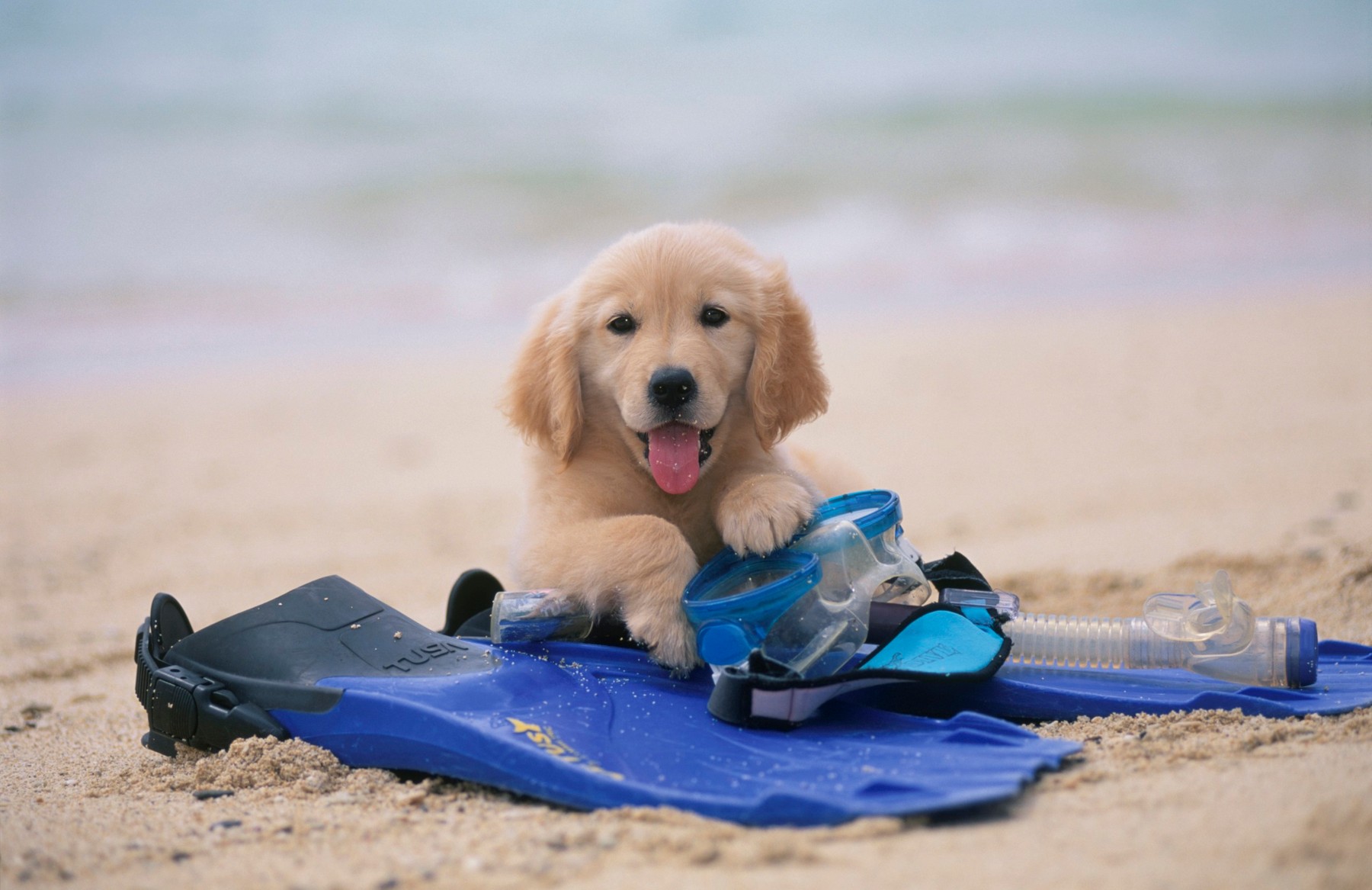 Znate li na koje sve plaže u Istri možete na kupanje s vašim psom?