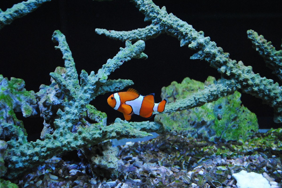 VIDEO U pulskom akvariju razvijaju se ličinke ribe poznate pod imenom NEMO