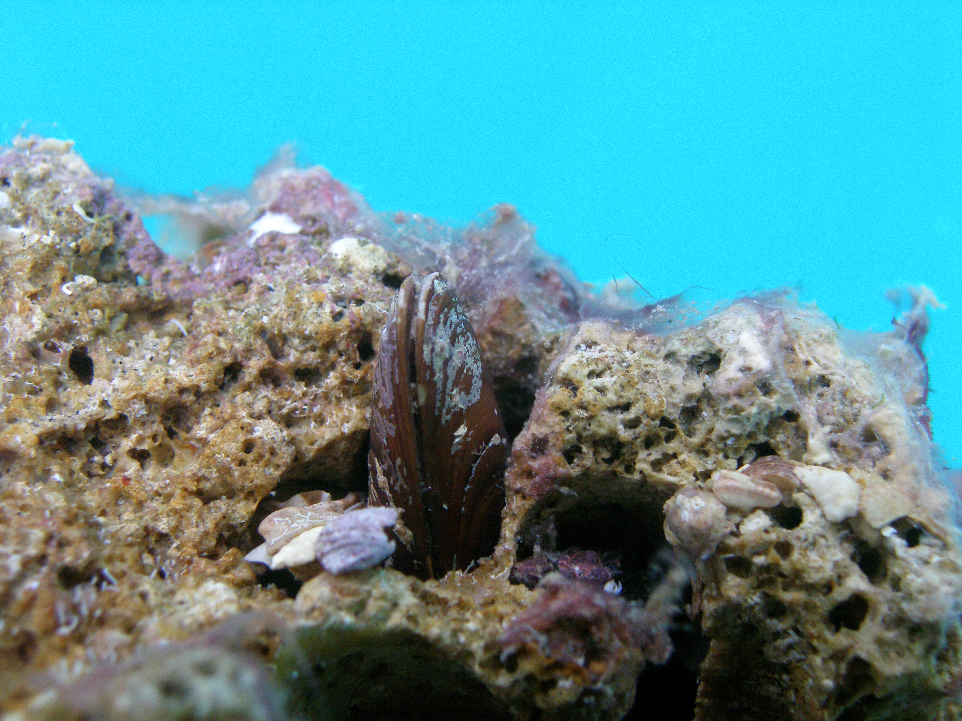 AQUARIUM PULA UPOZORAVA NA VELIKI PROBLEM Još uvijek se može uočiti izlov prstaca, iako je najstrože zabranjen u priobalnom području Hrvatske