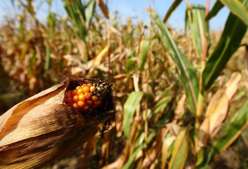 Do 50.000 kuna za promicanje poljoprivrede i vrijednosti ruralnog prostora