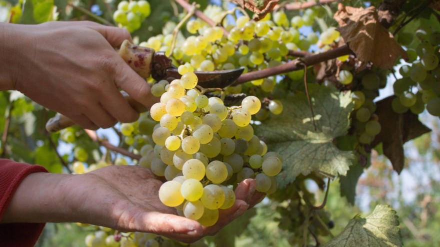 KREĆE BERBA Očekuje se izvanredna vinogradarska godina