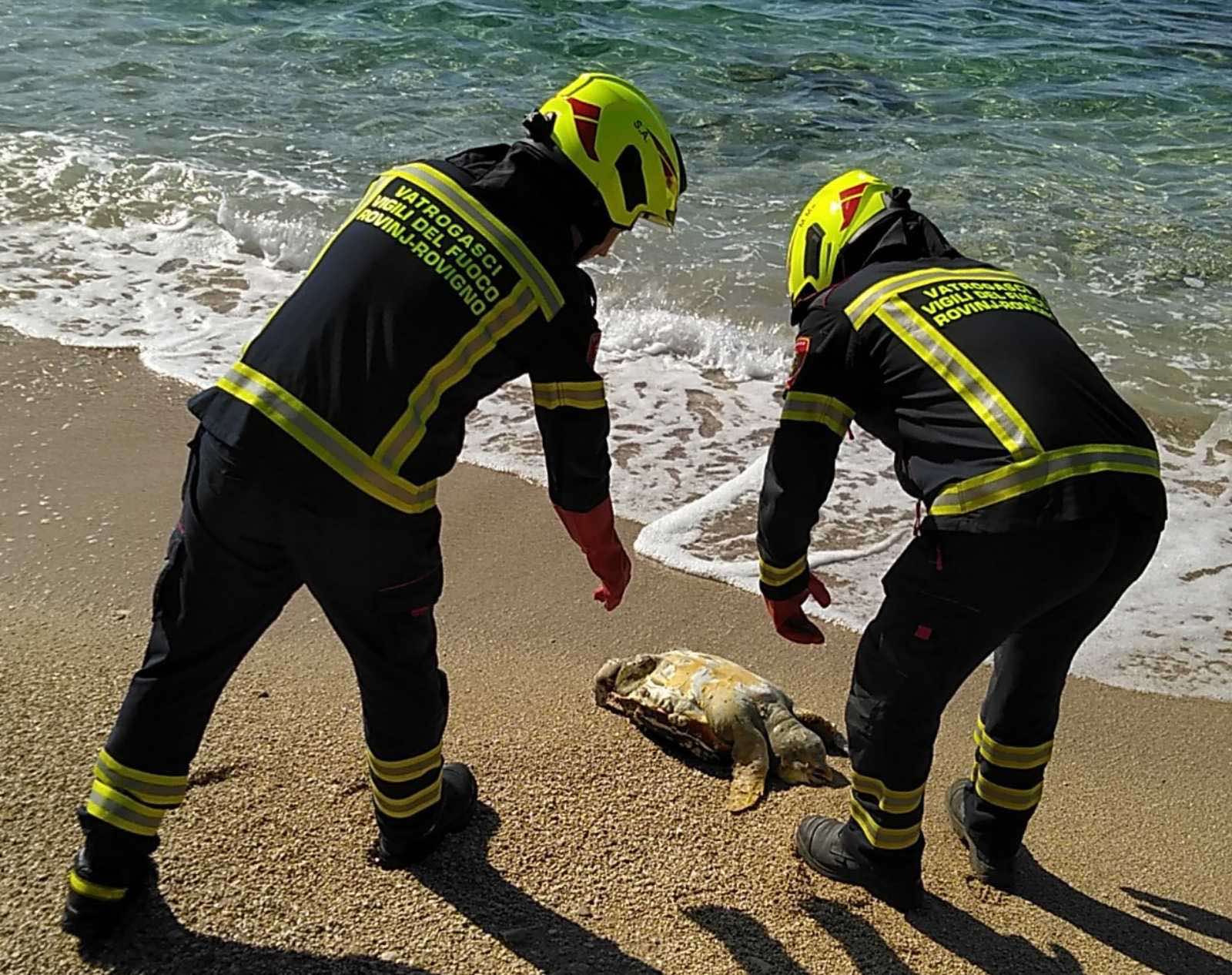 TUŽNA PRIČA S ROVINJSKE OBALE Na plaži pronađena uginula kornjača